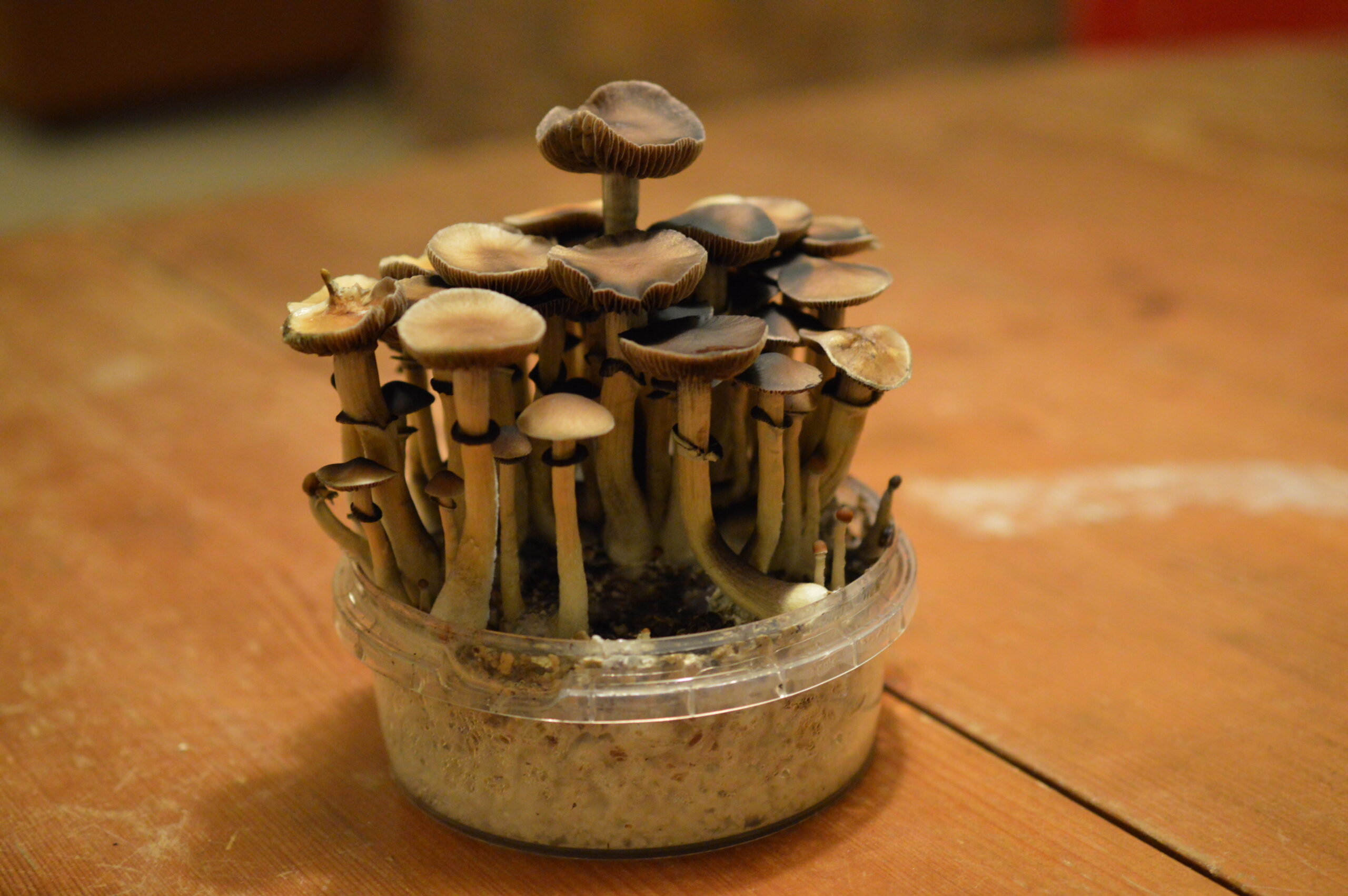 The Science and Therapeutic Potential of Magic Mushrooms Exploring